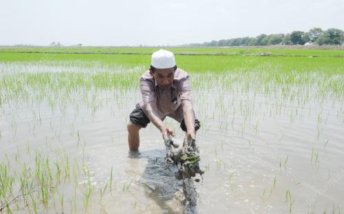 PG02_08042016_PETANI_BEKERJA