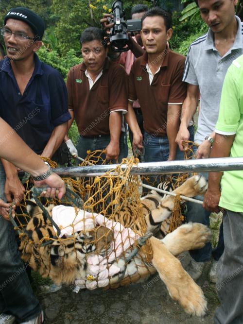 RAMPAS HARIMAU