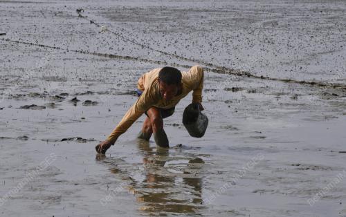 MENCARI KERANG