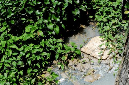 PG02_09032015_PEMBIAKAN_NYAMUK