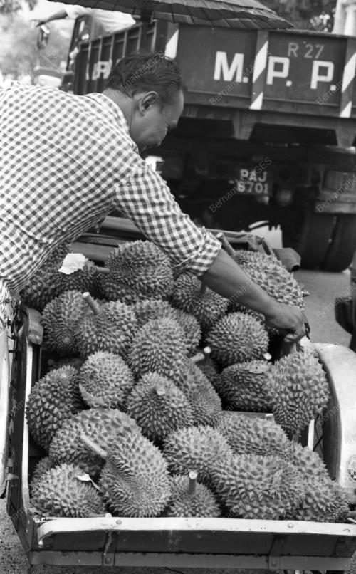 PG02_09072015_MUSIM_DURIAN