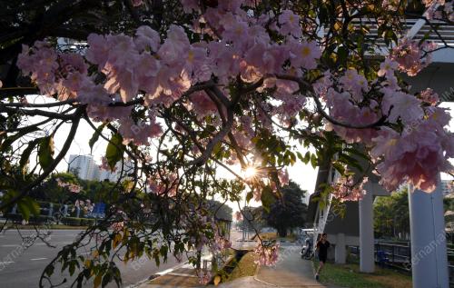 PG02_10032019_SAKURA_MATAHARI_BN201902251564