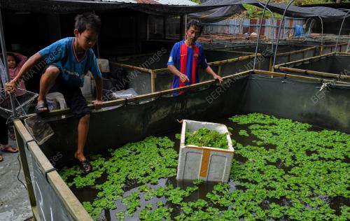 BERSIH_KOLAM