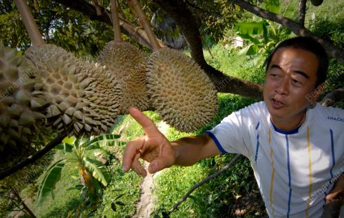 PG02_11052016_MUSANG_KING