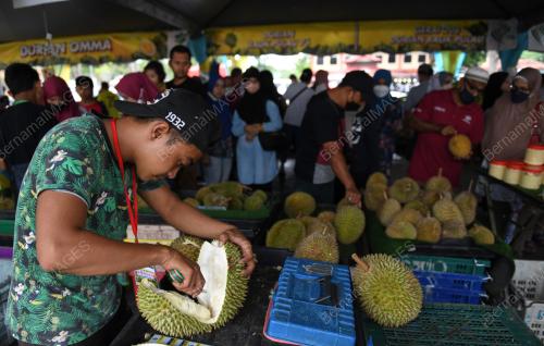 MUSIM DURIAN