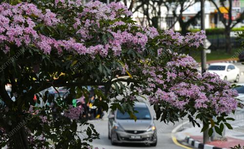 MUSIM SAKURA