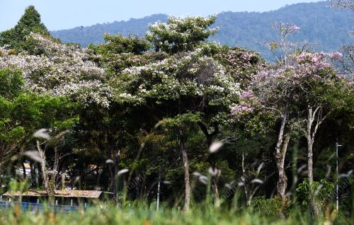 MUSIM SAKURA