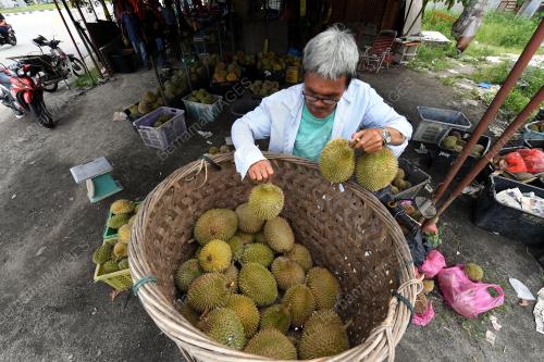 MUSIM BUAH DURIAN