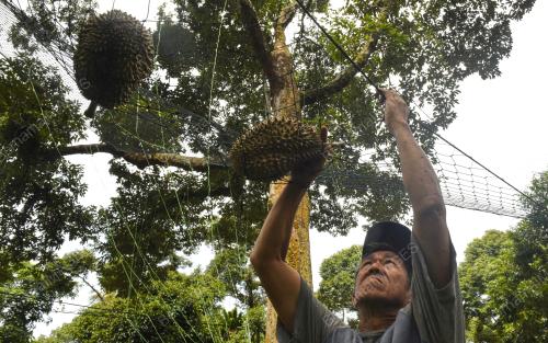 BALIK PULAU SYURGA DURIAN