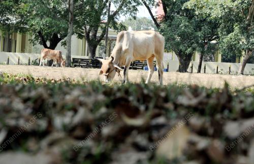 PG02_14032016_LEMBU_RUMPUT