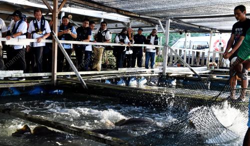 IKAN DALAM SANGKAR