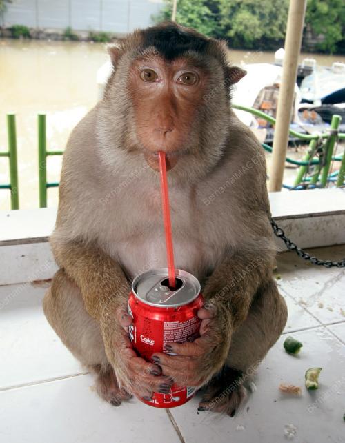 BERUK BERMESRA