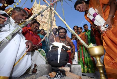 PESTA PONGGAL