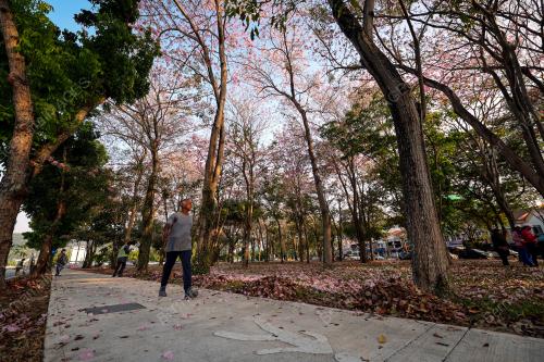 SAKURA MALAYSIA