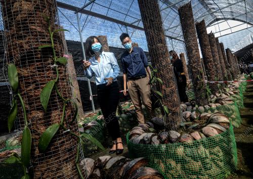 KEBUN VANILA PERTAMA MALAYSIA