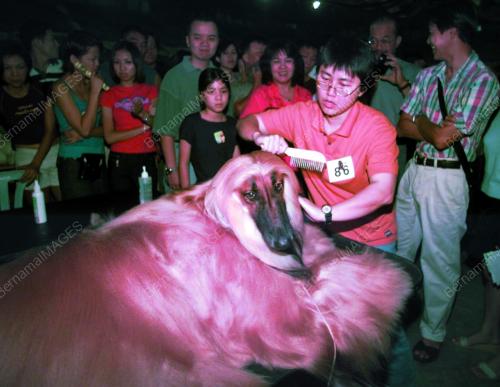 PG02_17022016_ANJING_AFGHAN