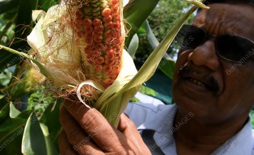 PG02_17062018_JAGUNG