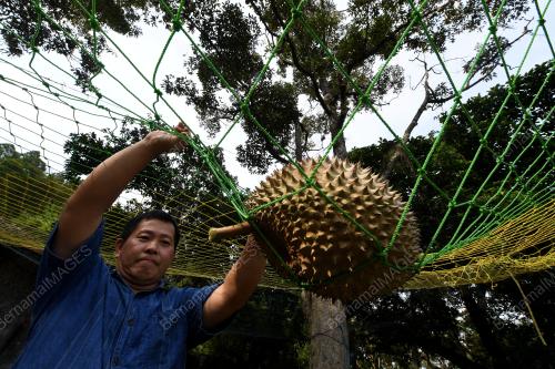 PKP-DURIAN