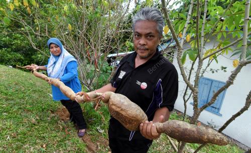 PG02_17072018_UBI_KAYU_PANJANG