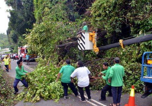 PG02_19092012_POKOK_RUNTUH