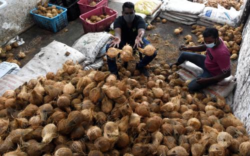 PEMBORONG KELAPA KECEWA