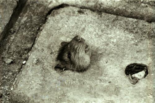 TIKUS TERSEKAT DI LUBANG