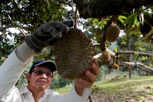 PG02_21062015_DUSUN_DURIAN