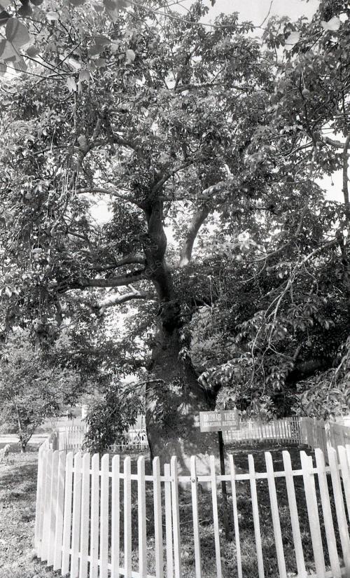 PG02_220390_POKOK