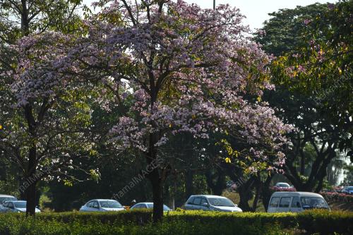 MUSIM BUNGA SAKURA