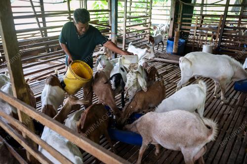 PENTERNAK KAMBING