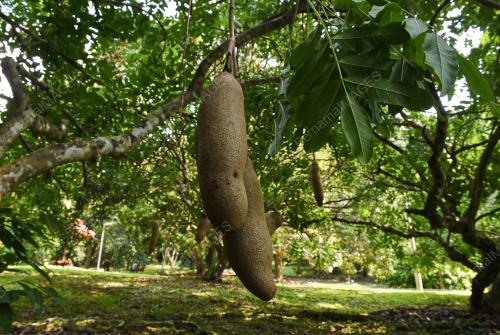 TAMAN BOTANI PULAU PINANG