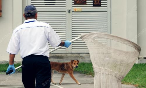 PG02_22092015_JARING_ANJING