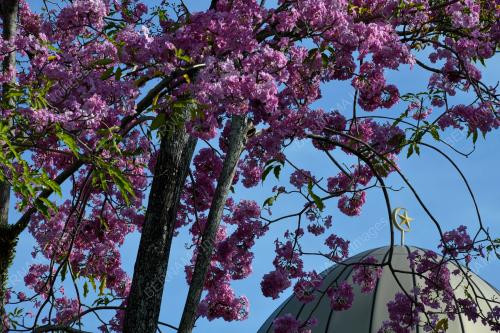 SAKURA MALAYSIA
