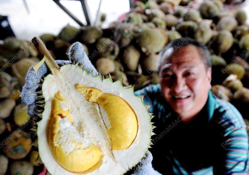PG02_23062012_DURIAN_LABU