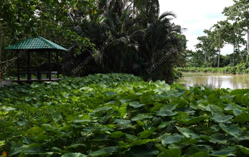 HUTAN PAYA AIR TAWAR