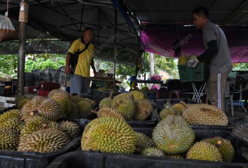MUSIM DURIAN
