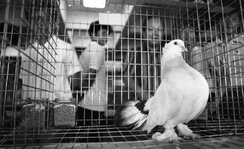 PG02_26012015_PESTA_BURUNG