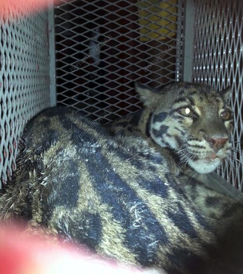 PG02_26022015_HARIMAU