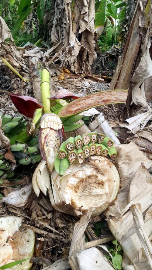 PG02_26032015_PISANG