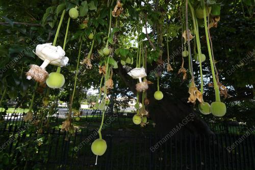 POKOK BERUSIA 149 TAHUN