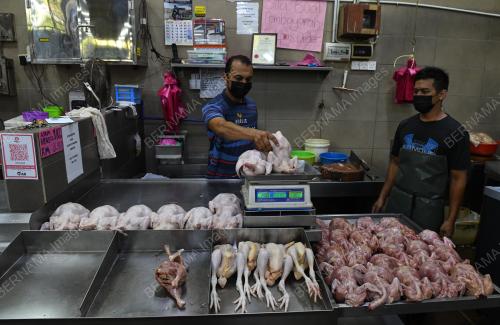 BEKALAN AYAM