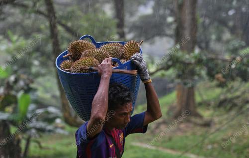 MUSIM DURIAN