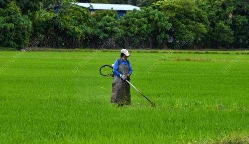 PESAWAH