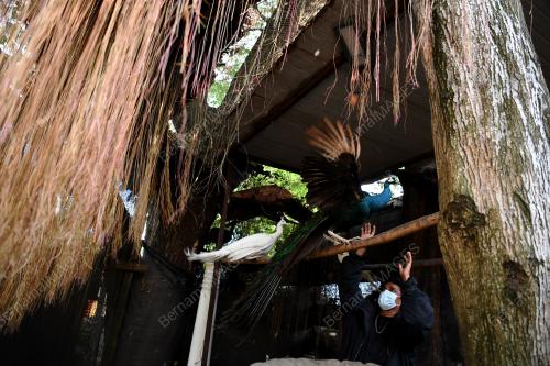 PELIHARA BURUNG MERAK