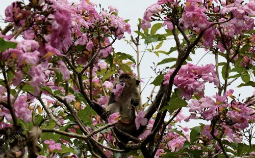 PG02_29032019_SAKURA_BN201903294803