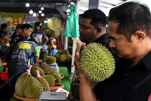 MUSIM DURIAN
