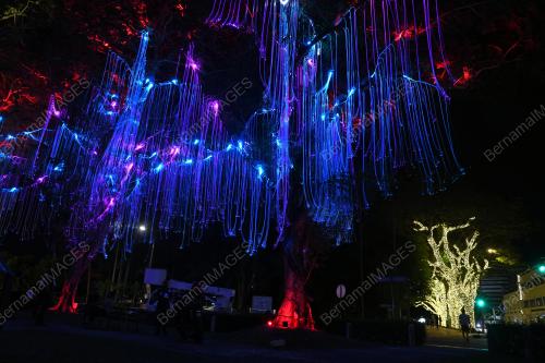 POKOK_HIASAN