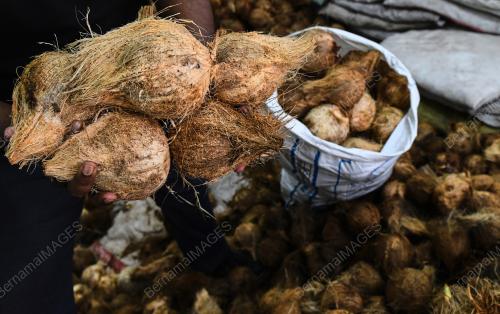KELAPA_THAIPUSAM