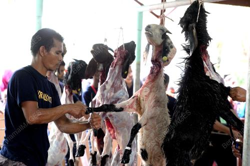 PG03_01092017_KAMBING_KORBAN
