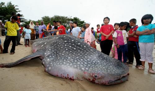 IKAN YU